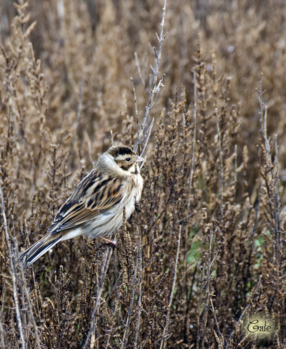 Migliarini di palude